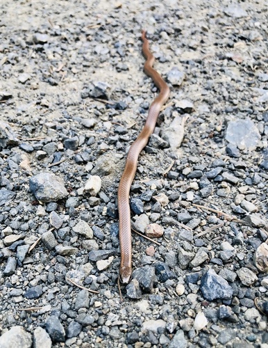 Forest Sharp-tailed Snake