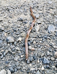Forest Sharp-tailed Snake