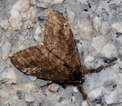 Dasychira chekiangensis