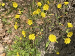 Youngia japonica