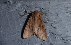 Ichneutica averilla