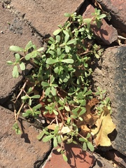 Portulaca oleracea