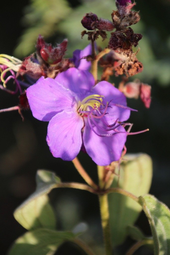 Rosettea princeps; photograph Erwin Sieben, CC0, iNaturalist via GBIF