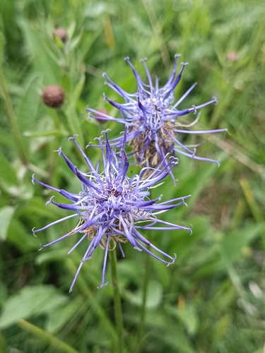 Round-headed Rampion