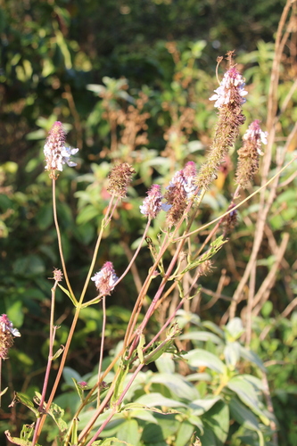 Coleus kirkii