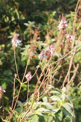 Coleus kirkii, photograph author not stated, no rights reserved