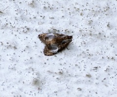 Evonima aperta