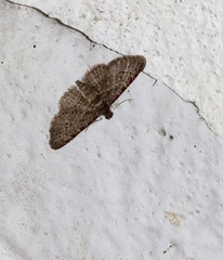 Gymnoscelis taprobanica