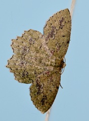 Herochroma viridaria