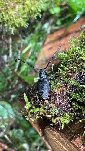 Morimus asper