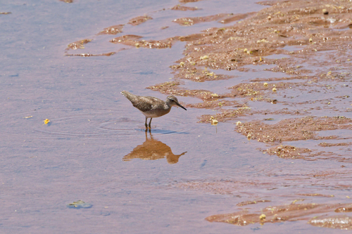 iNaturalist image
