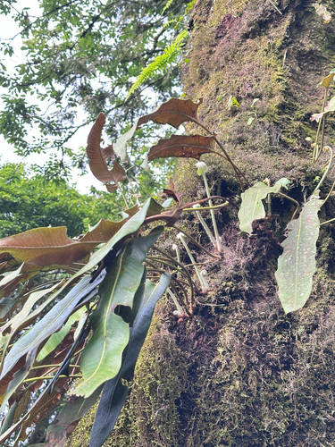 Pyrrosia sheareri, photograph 6