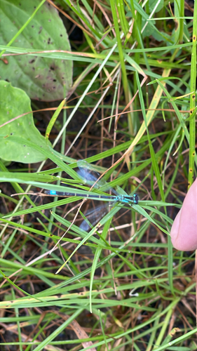 Blue-tailed Damselfly