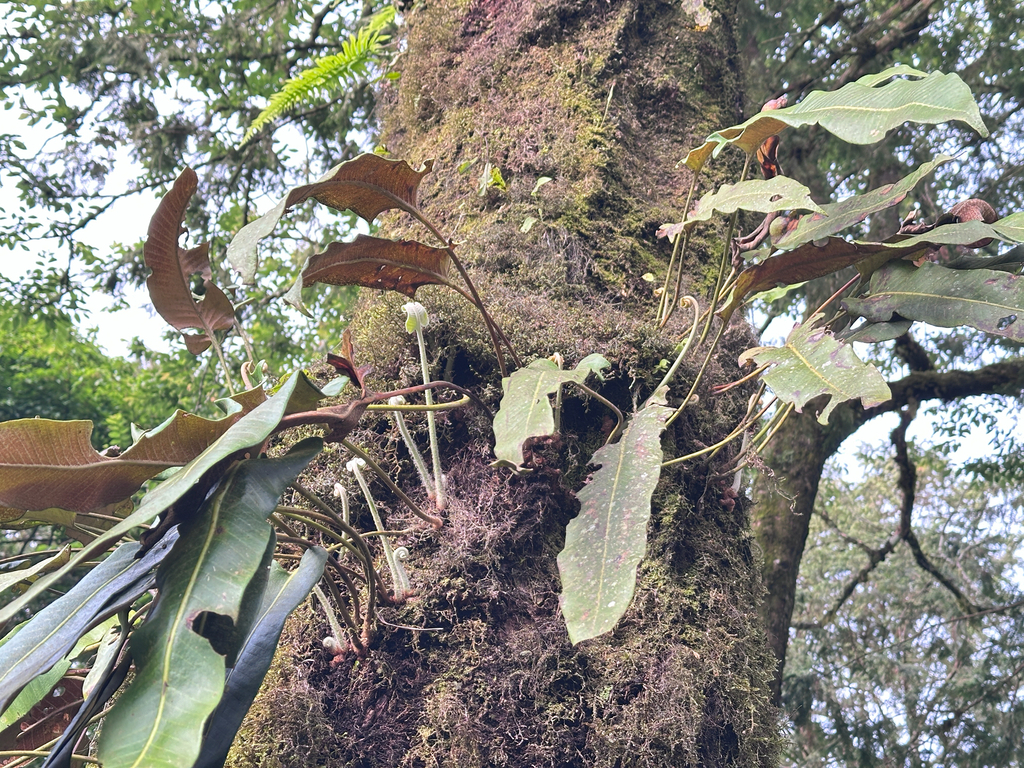 Pyrrosia sheareri; photograph (c) Jaw-Jian La, some rights reserved (CC BY)