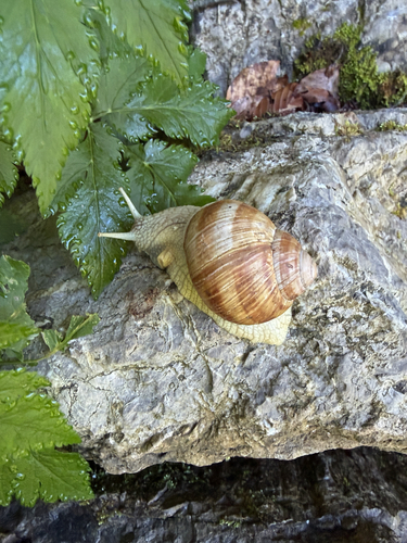 Roman Snail