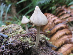 Entoloma canoconicum
