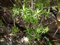 Veronica townsonii