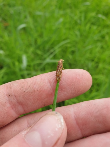 Eleocharis equisetiformis iNat (2)