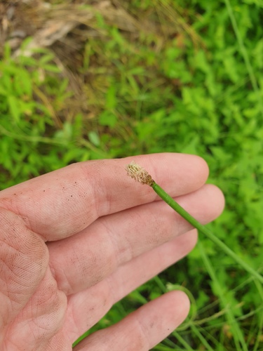 Eleocharis equisetiformis iNat (1)