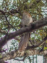 Urodynamis taitensis