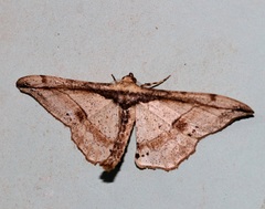 Hyposidra infixaria