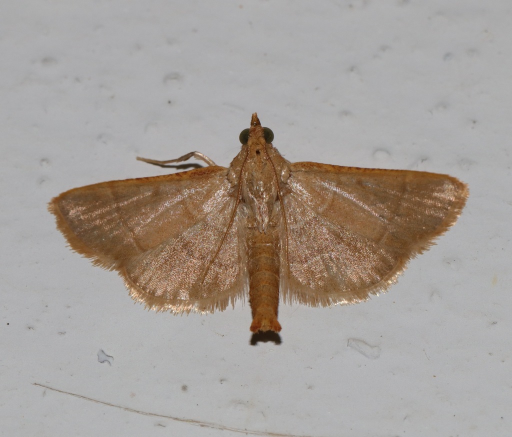 Hypsopygia nannodes