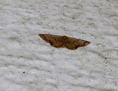 Idaea impexa