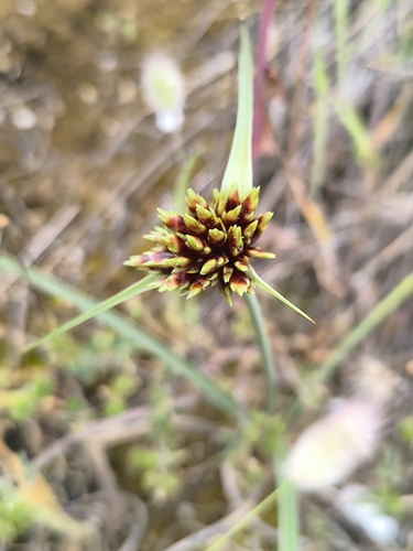 Cyperus capitatus, photograph 6