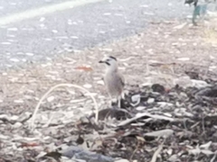 Garrulus glandarius atricapillus