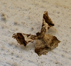 Krananda oliveomarginata