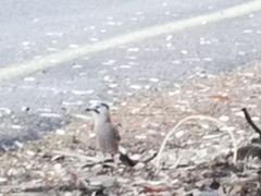 Garrulus glandarius atricapillus