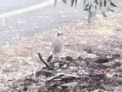 Garrulus glandarius atricapillus