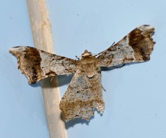 Krananda oliveomarginata