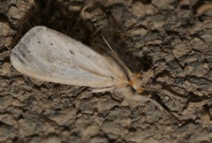 Laelia anamesa