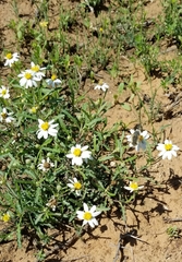 Melampodium cinereum