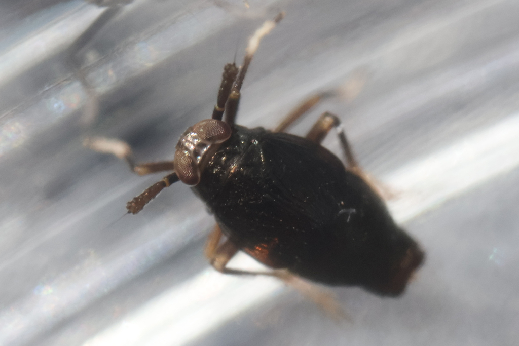 Pissonotus concolor