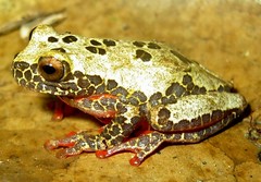 Dendropsophus reticulatus