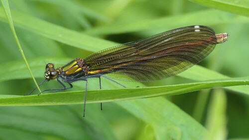 Beautiful Demoiselle