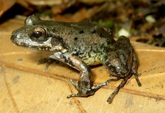 Leptodactylus leptodactyloides
