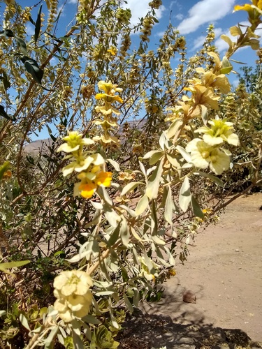 Abyssinian Rose (Rydingia integrifolia)