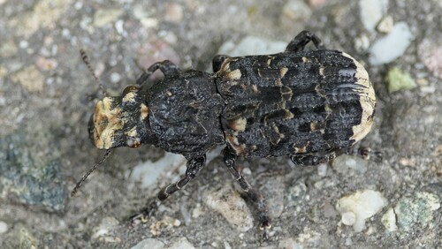 Resin Weevil