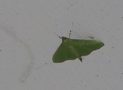 Parotis punctiferalis