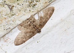 Percnia fumidaria