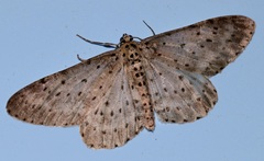 Percnia fumidaria