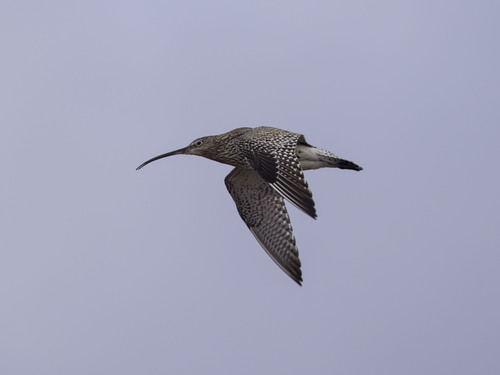 iNaturalist image