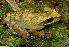 Osteocephalus planiceps