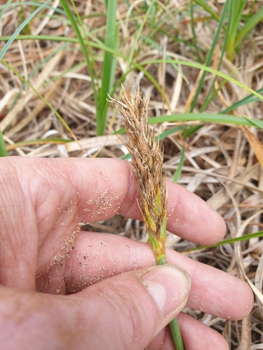 Carex kobomugi, photograph 5