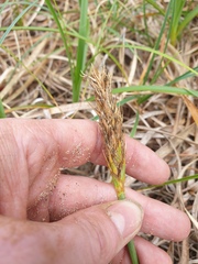 Carex kobomugi, photograph author not stated, no rights reserved