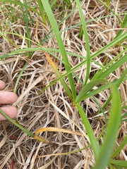 Carex kobomugi, photograph author not stated, no rights reserved