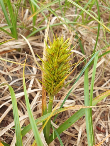 Carex kobomugi, photograph 3